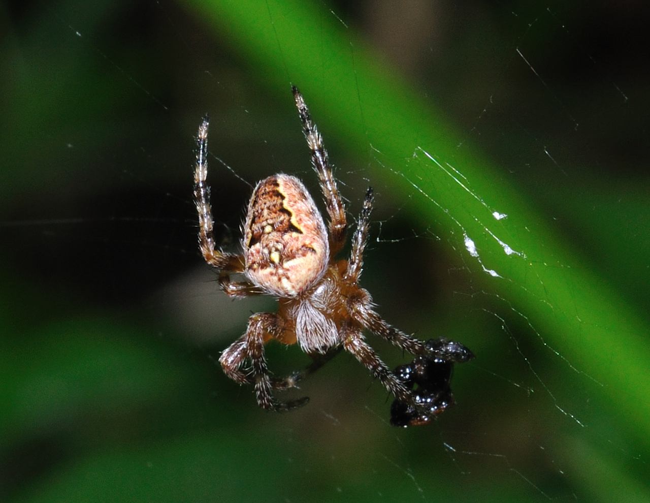 Araneus diadematus